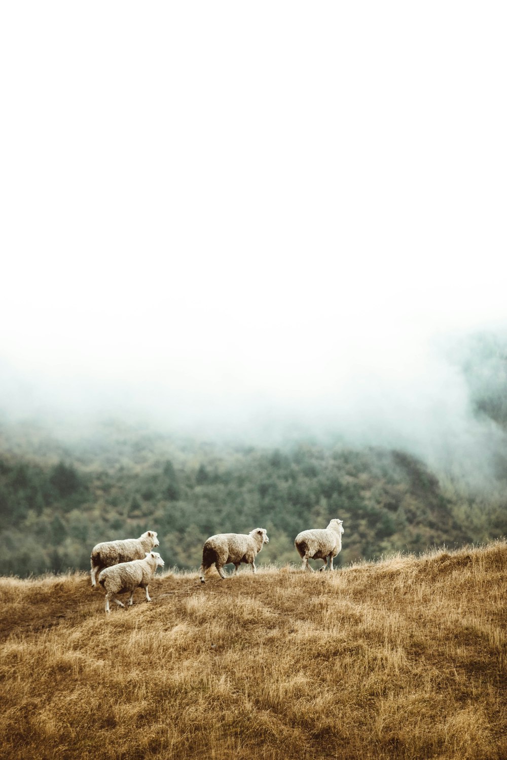 Rebaño de ovejas en campo de hierba marrón durante el día