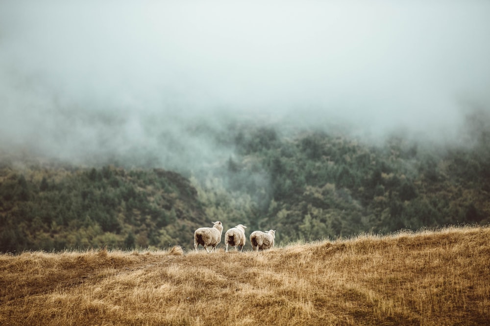 white sheep on brown grass field during daytime