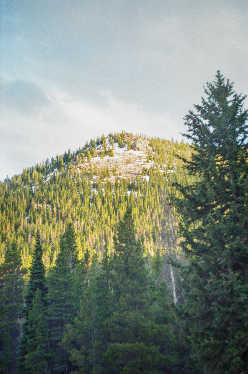 green pine trees under cloudy sky during daytime