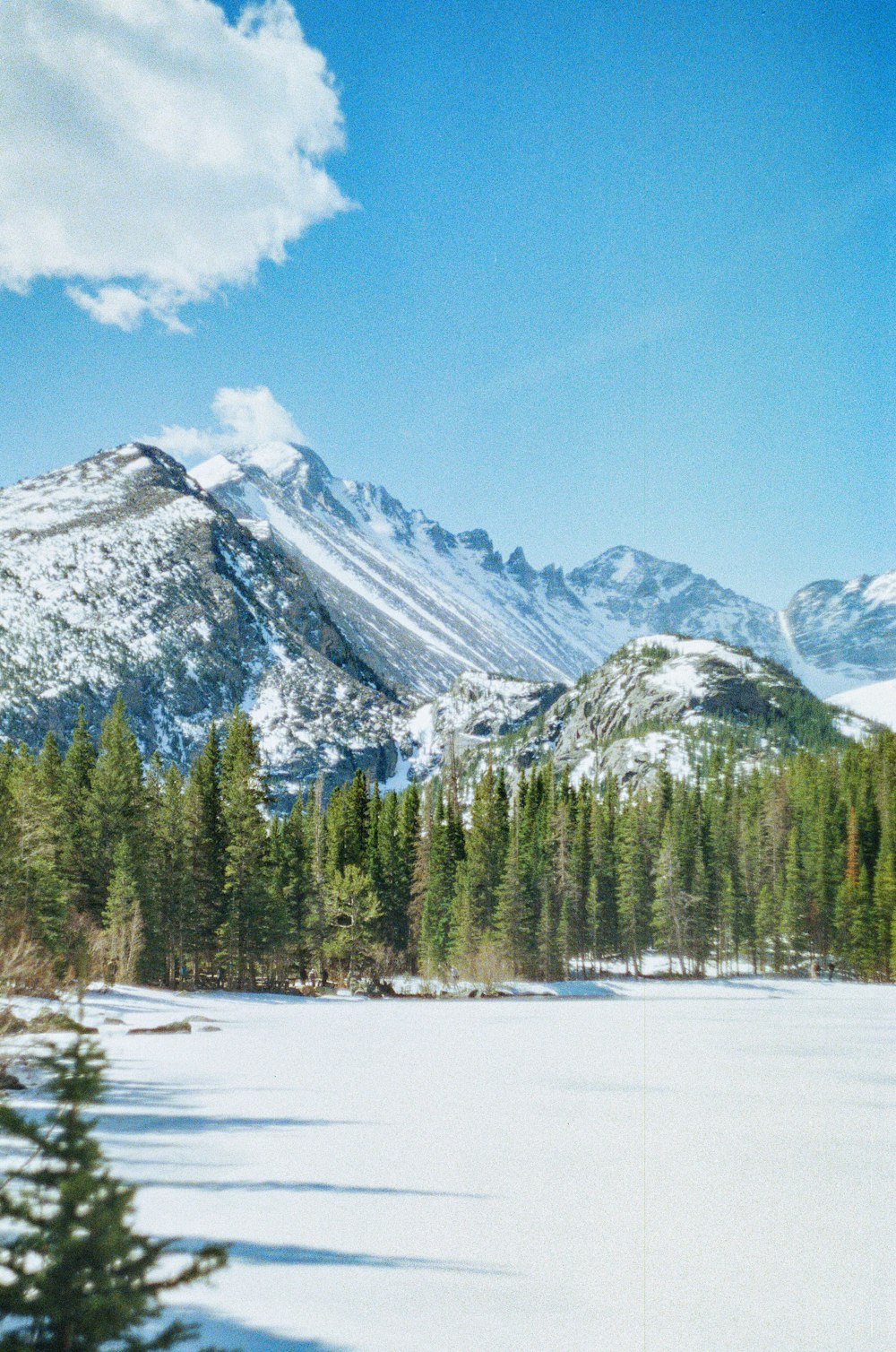 green pine trees near snow covered mountain during daytime