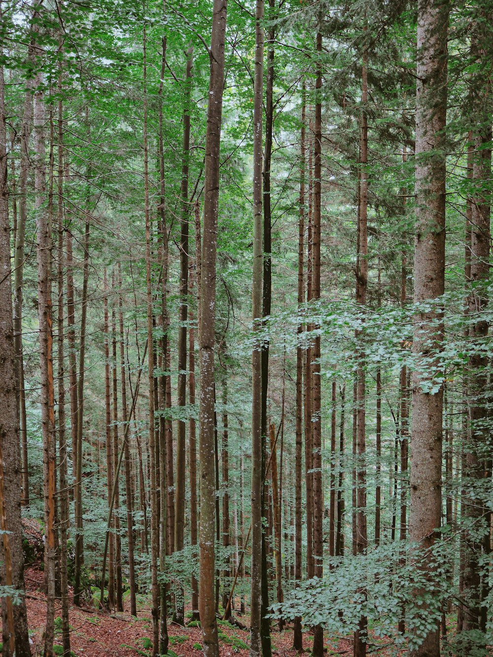 brown trees on brown soil