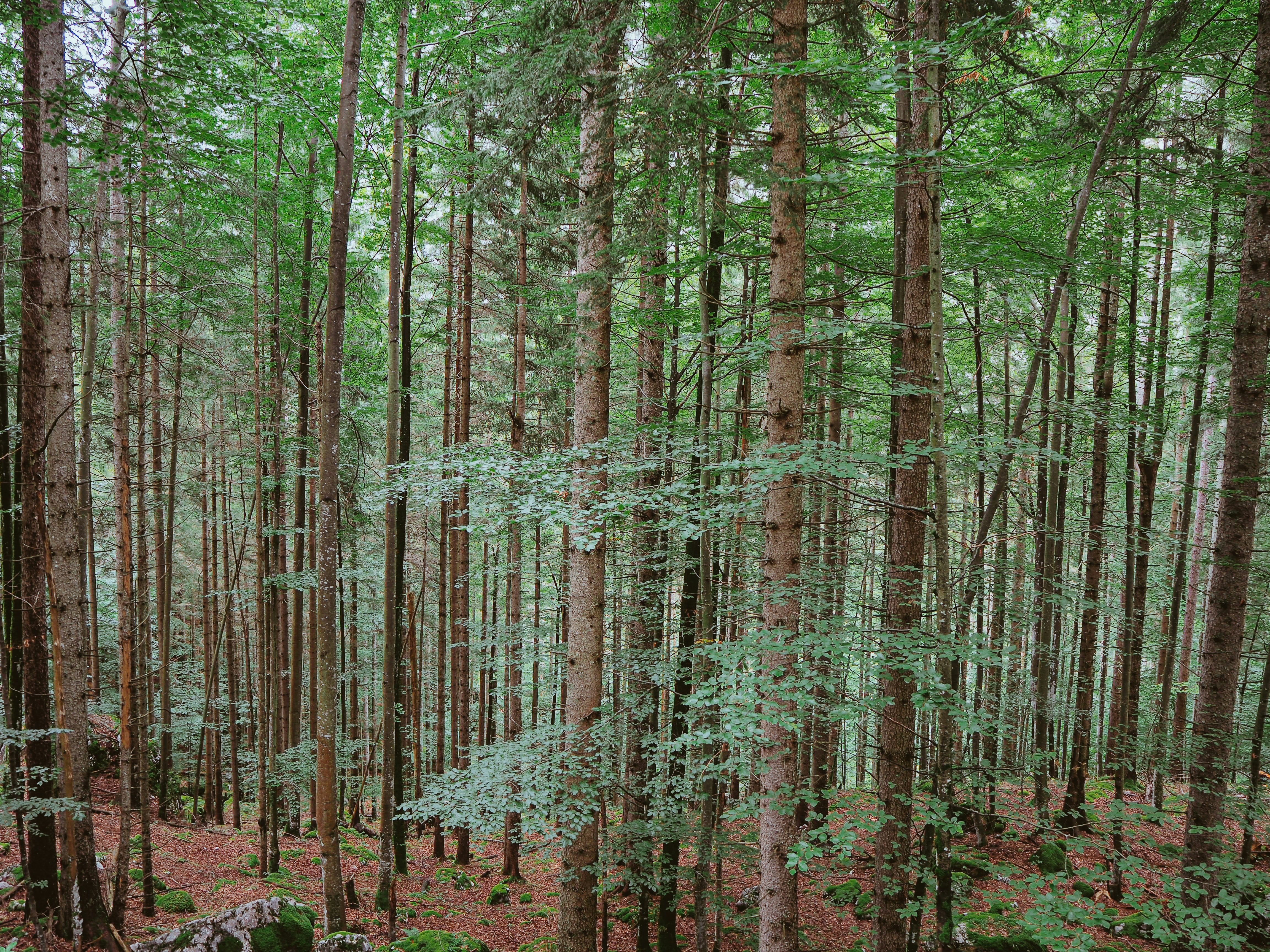 Photo by laurachouette