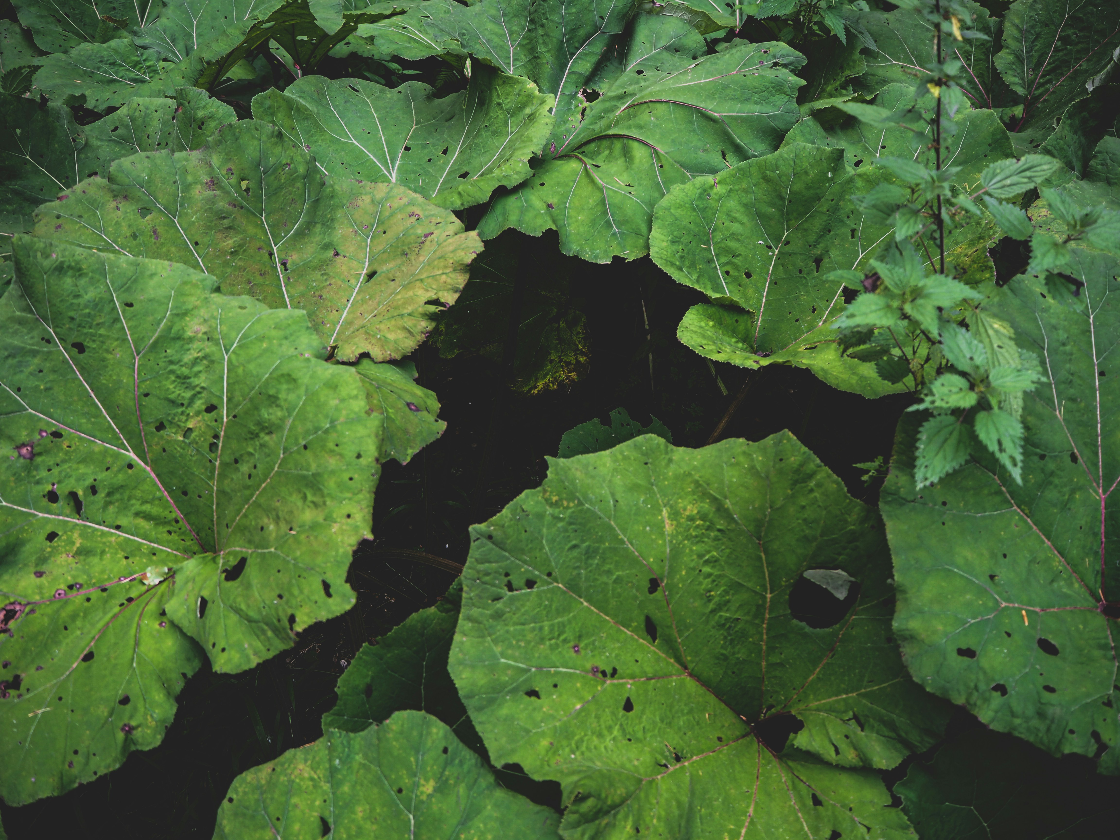 Photo by laurachouette