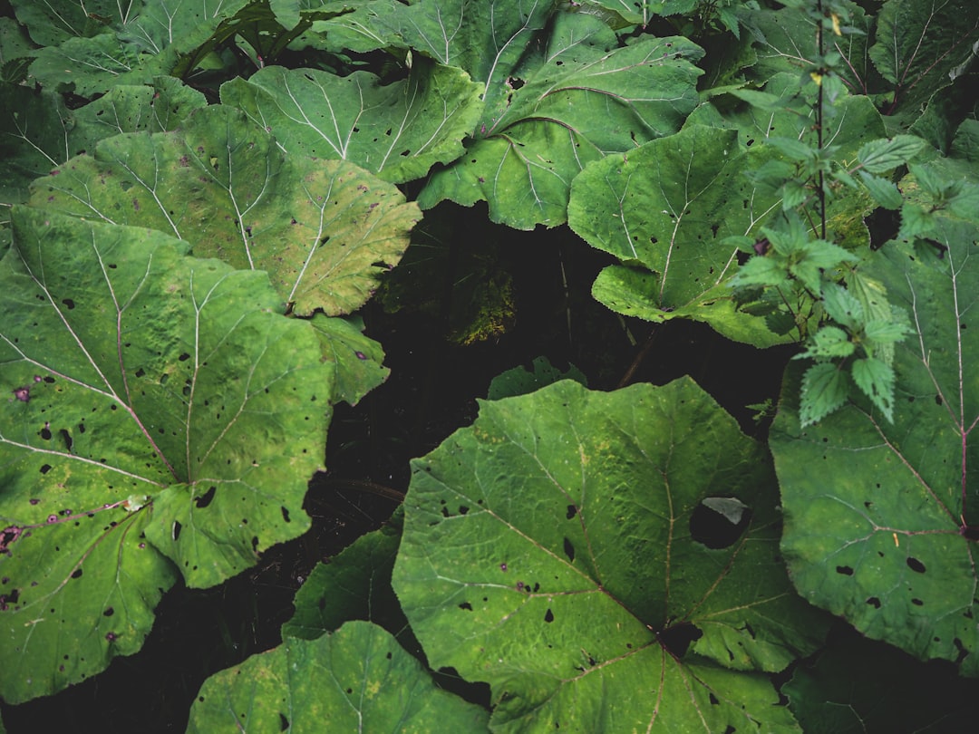 green leaves on black soil