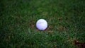 A white golf ball resting on a lush green lawn with a slightly worn surface. The grass appears freshly cut, and the golf ball features a textured, dimpled surface.