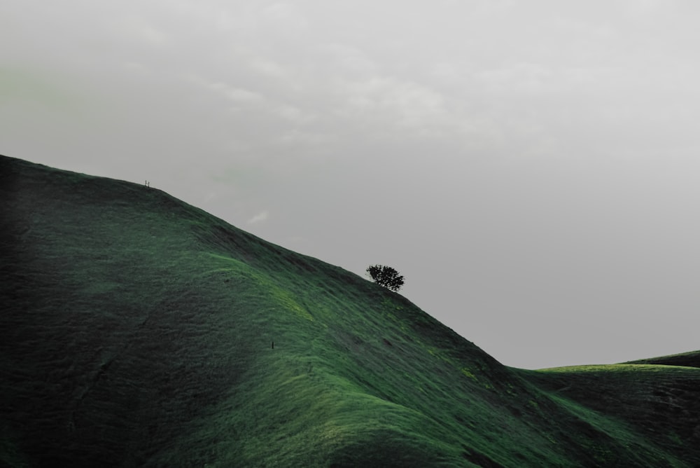 black bird flying over green mountain