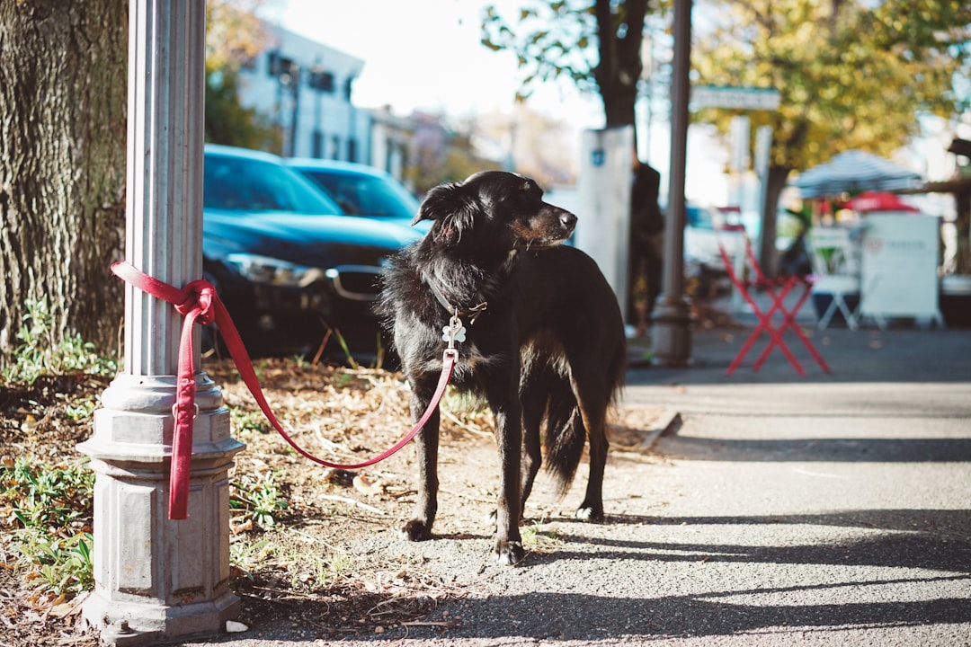 black short coat large dog with leash