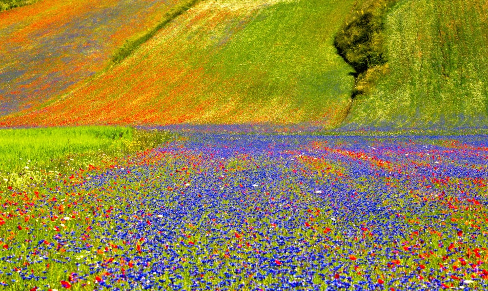 green grass field near lake during daytime