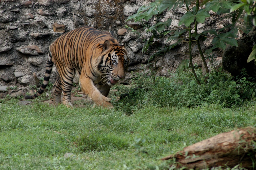 brown and black tiger lying on green grass during daytime