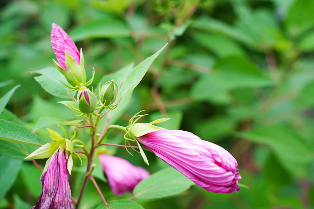 pink flower in tilt shift lens