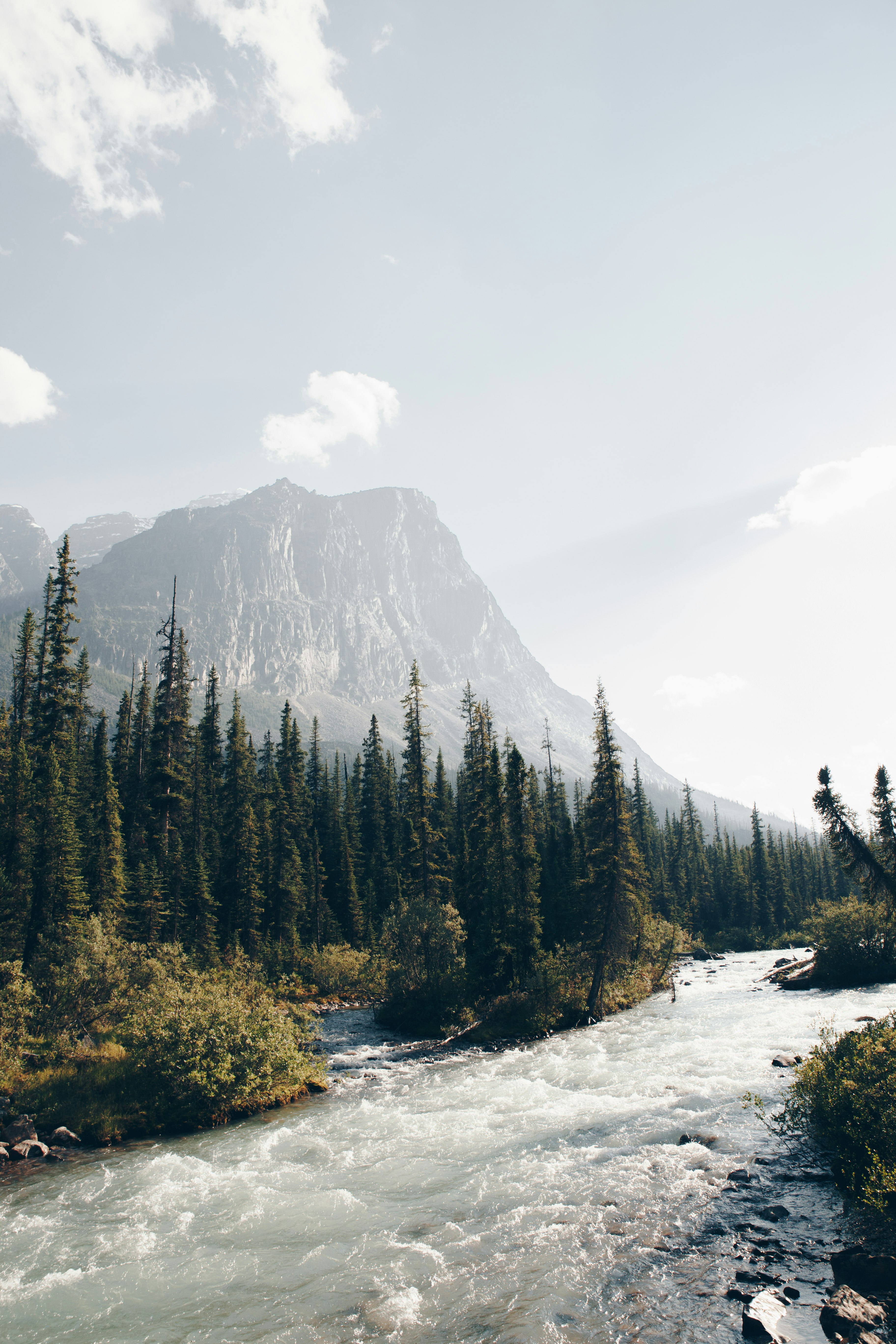 green pine trees near mountain during daytime