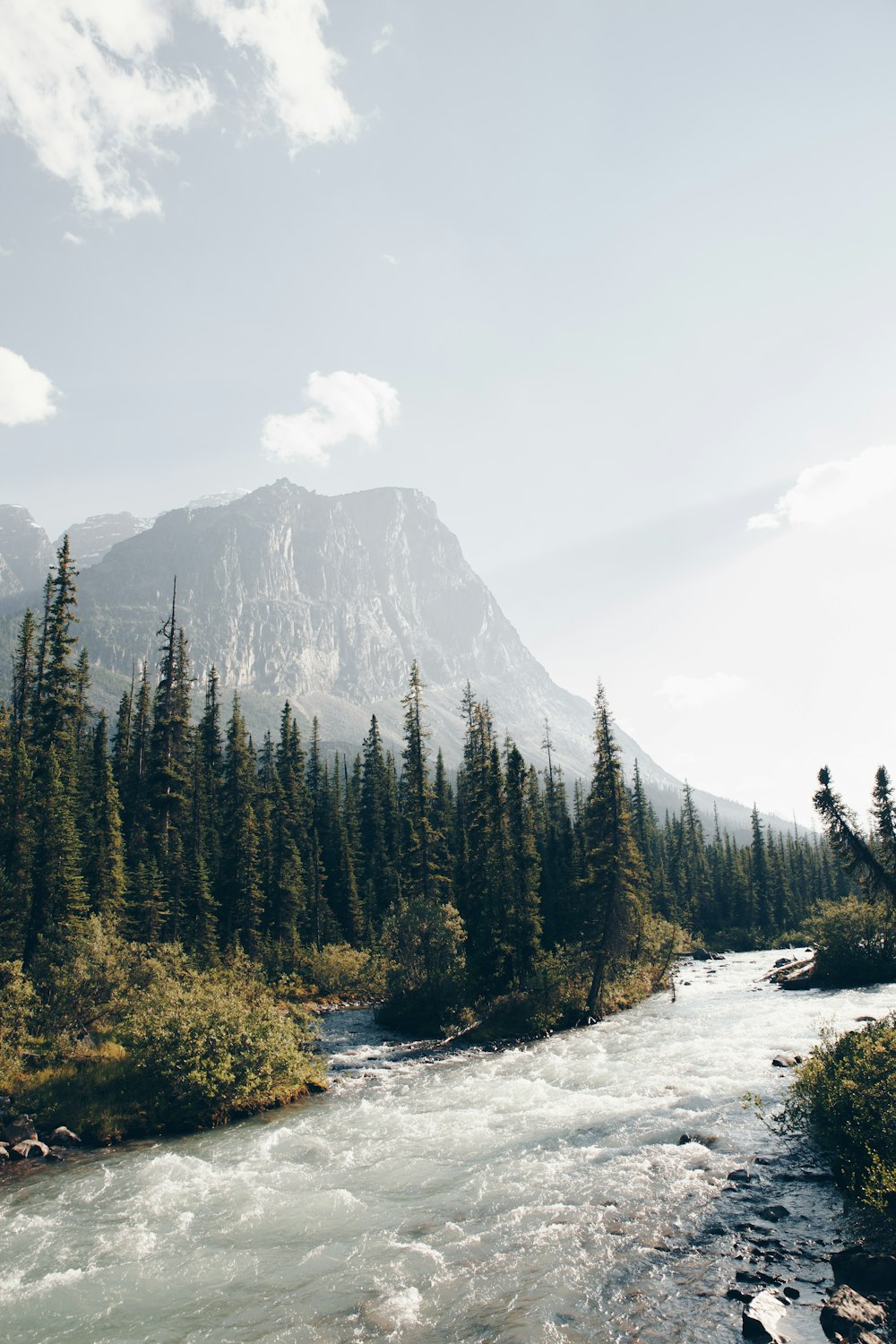 green pine trees near mountain during daytime