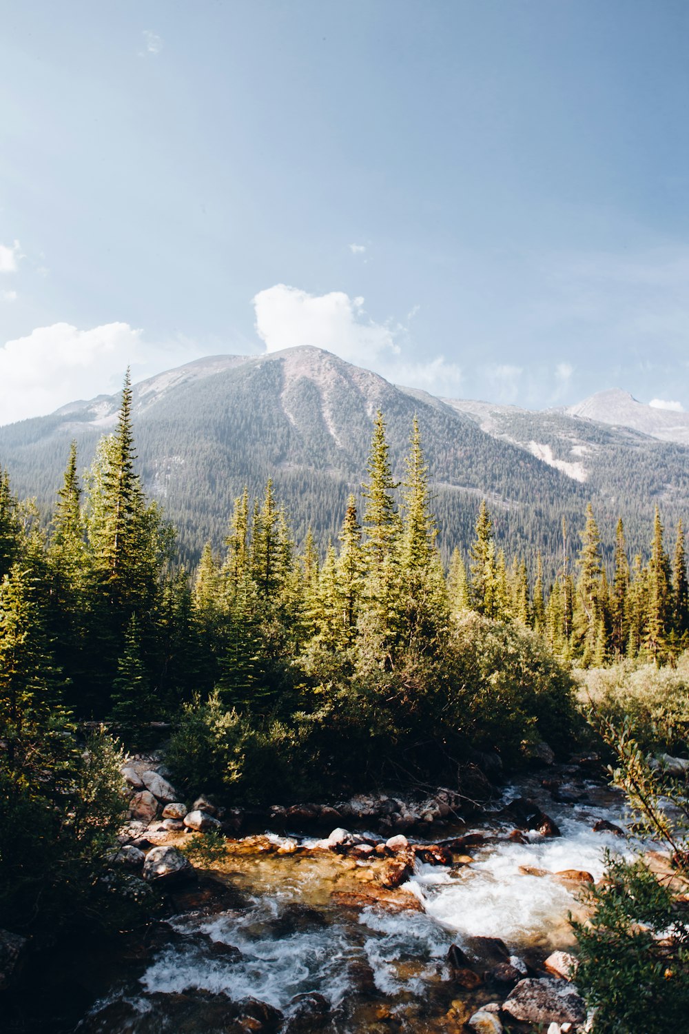 green pine trees near mountain under blue sky during daytime