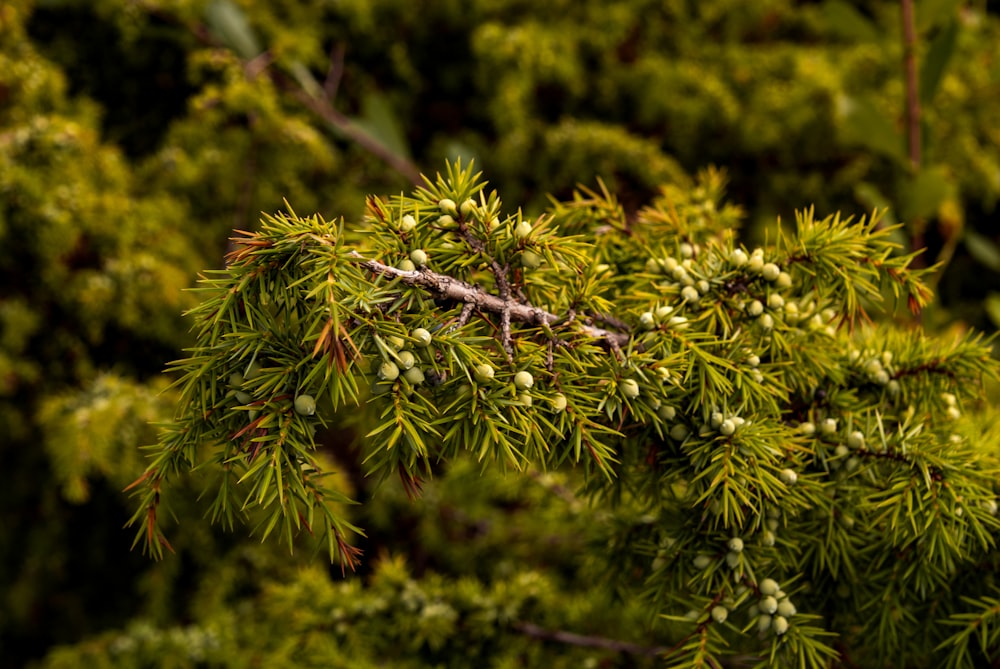 green pine tree in close up photography