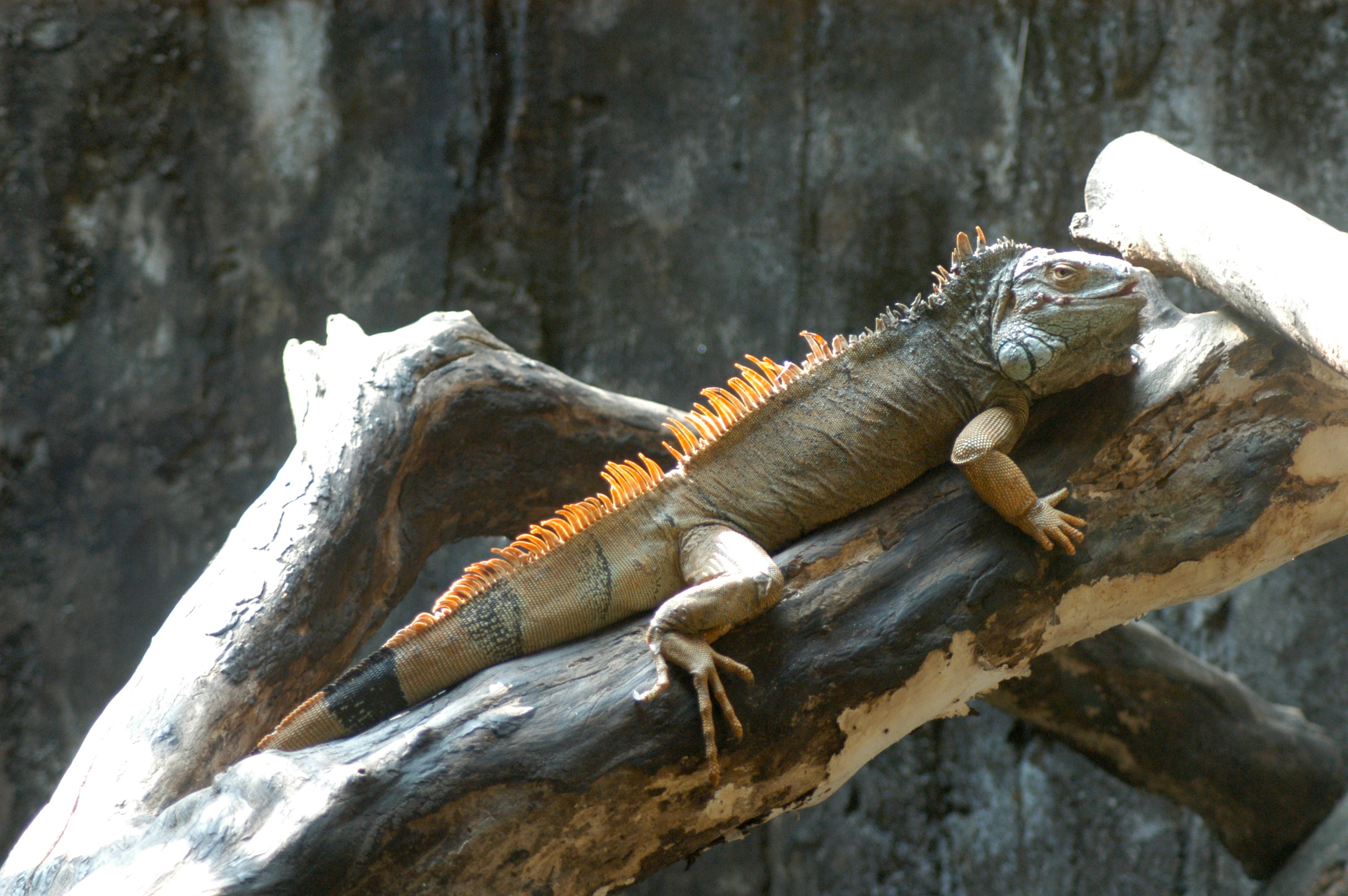 A content bearded dragon basking in its well-designed enclosure.