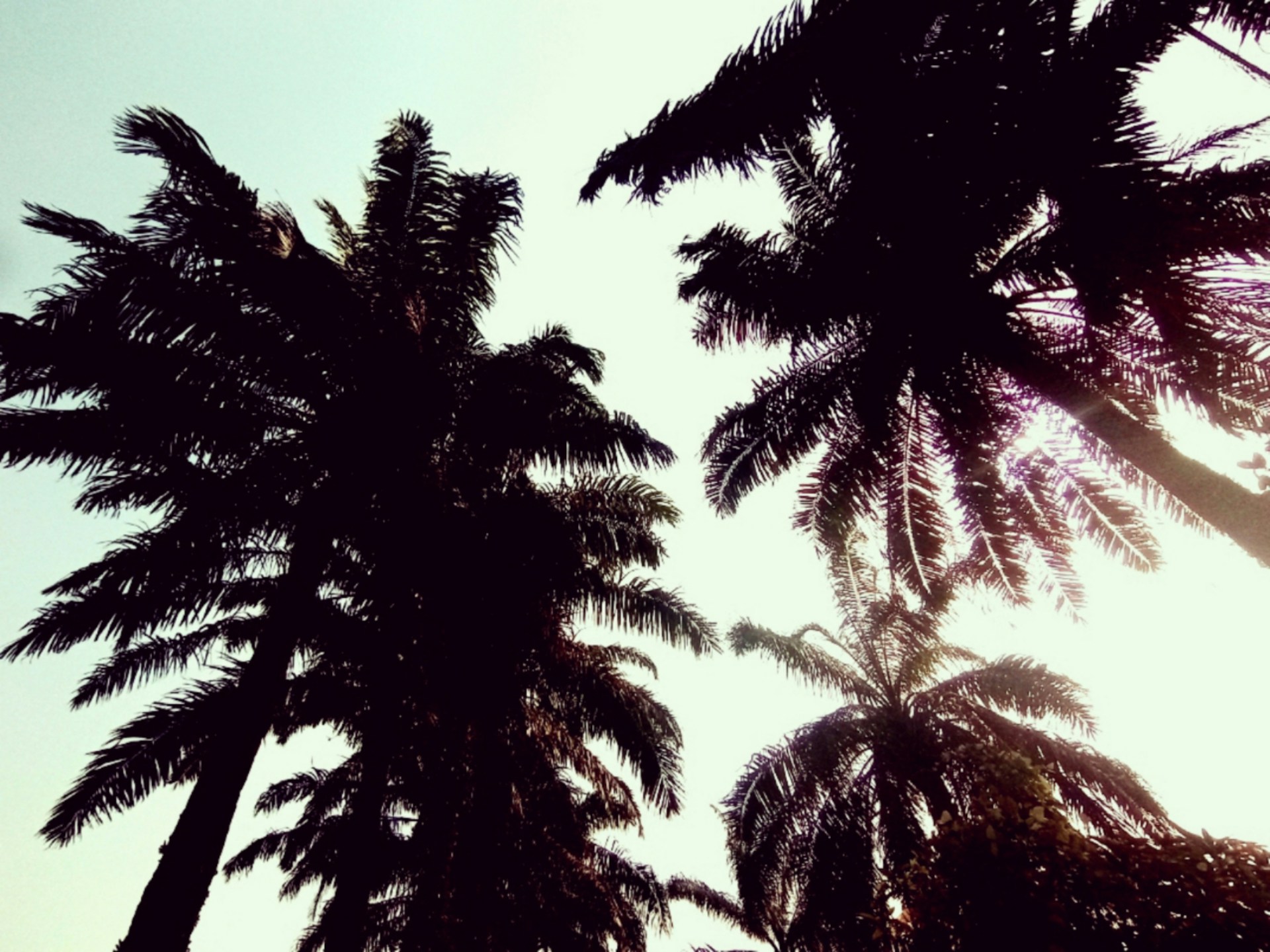 Palm trees swaying gently under a twilight sky, creating a relaxed yet lively atmosphere.