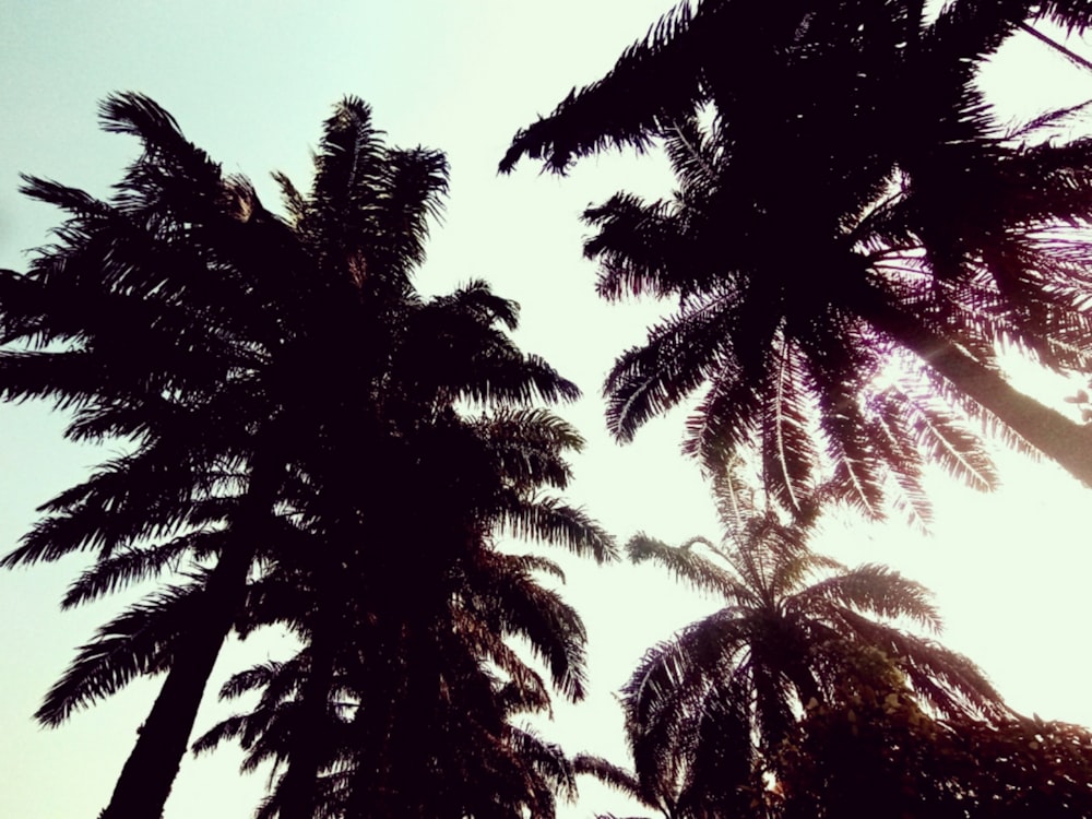 green palm trees under blue sky