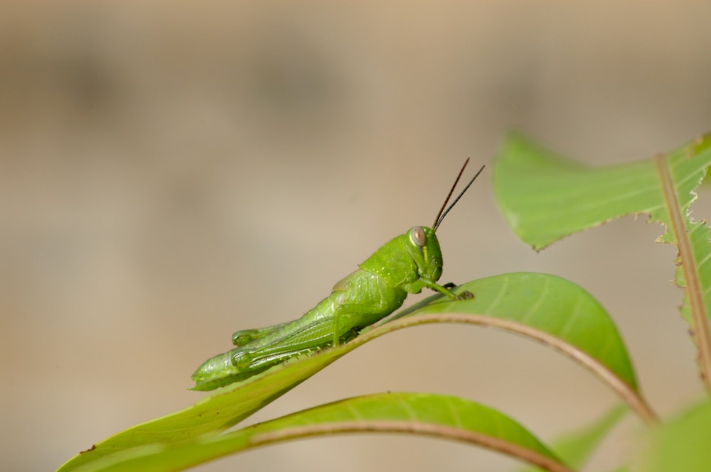 cavalletta verde appollaiata su foglia verde in fotografia ravvicinata durante il giorno