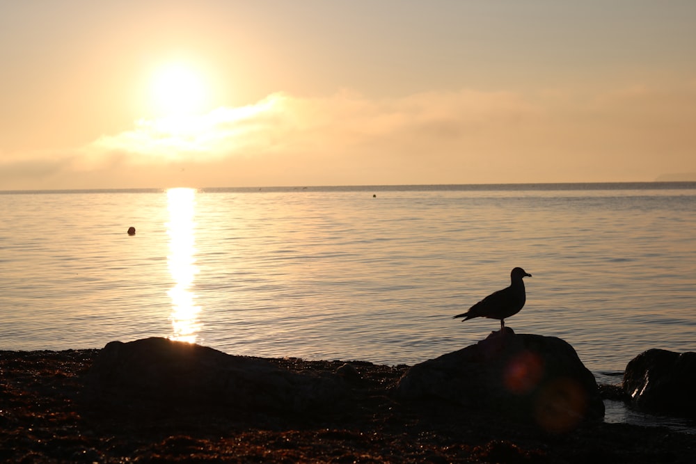 black bird on rock near sea during sunset