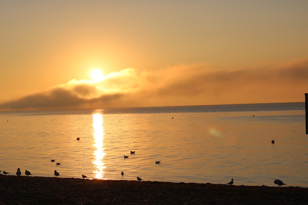 birds on sea during sunset