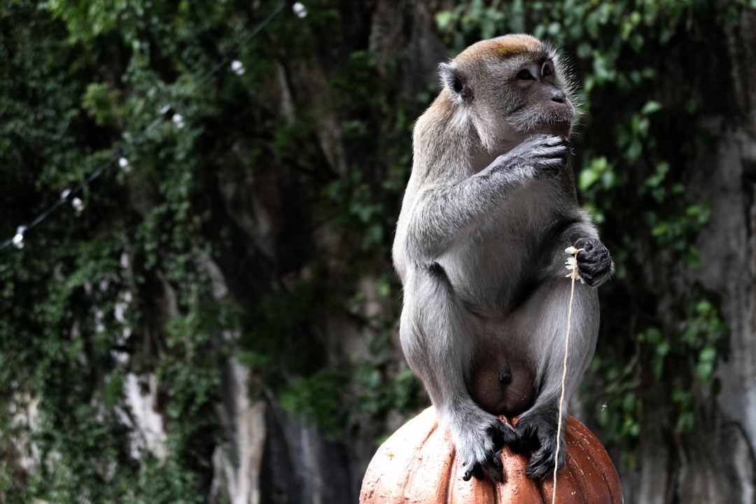 Wildlife photo spot Batu Caves Ujong Permatang