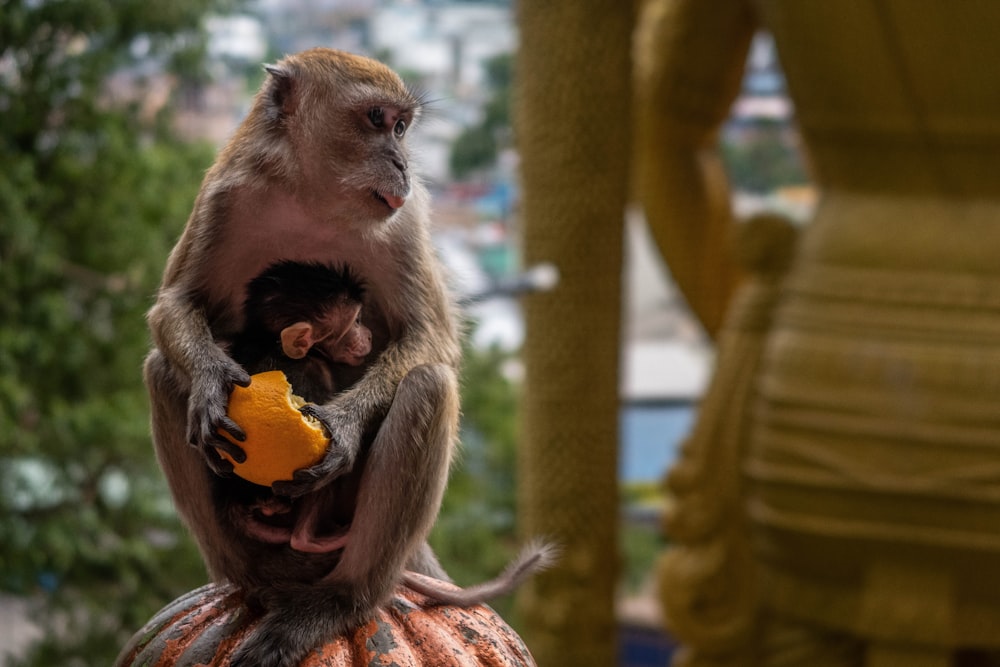 brown monkey holding orange fruit