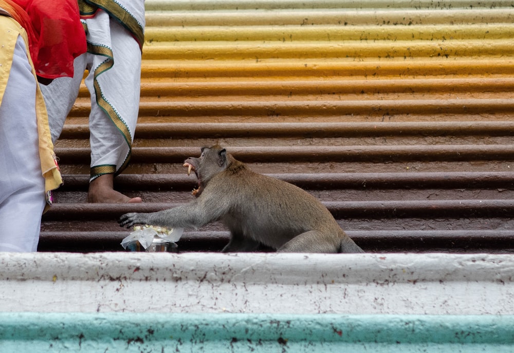 baby monkey sitting on the stairs
