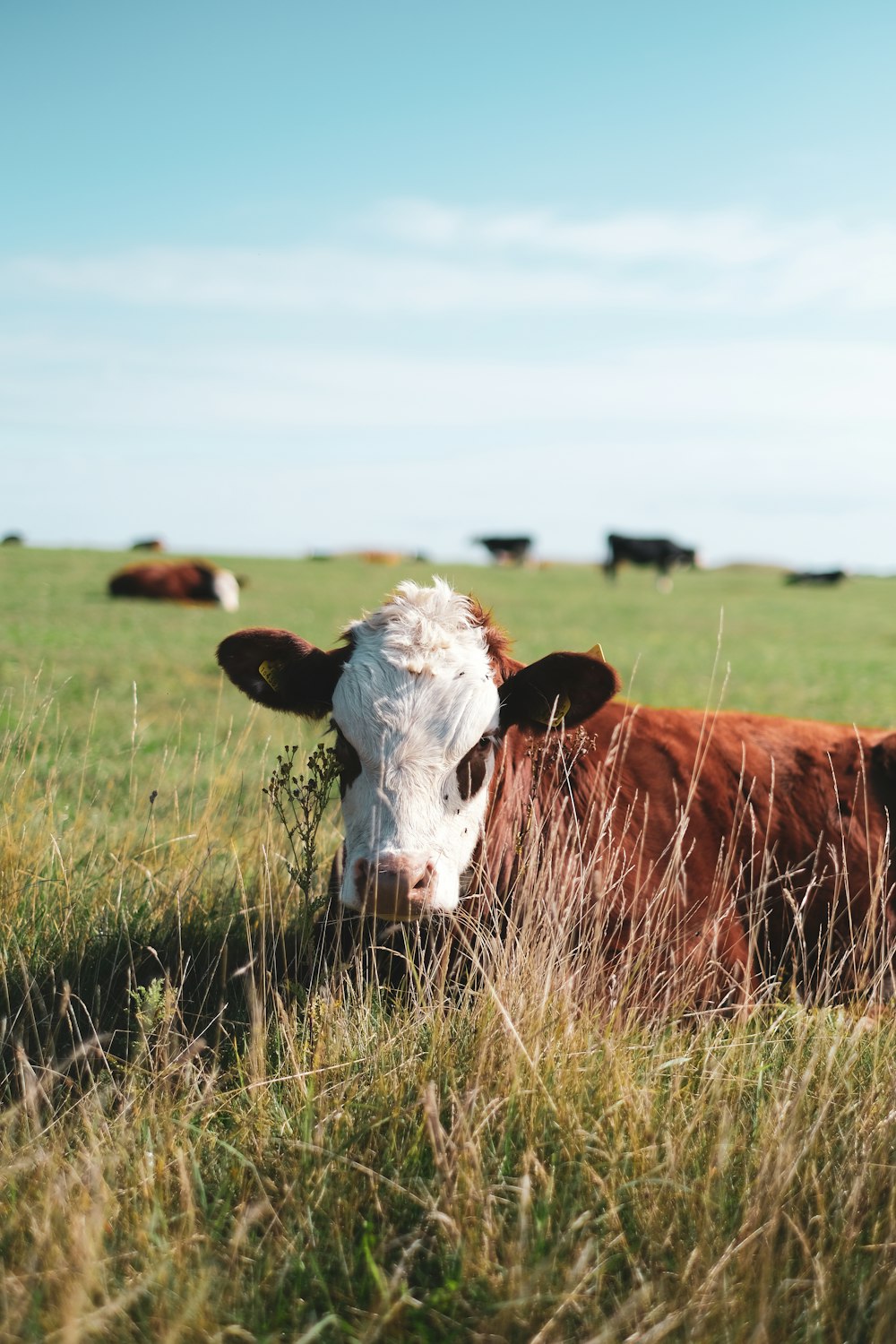 white and brown cow on green grass field during daytime