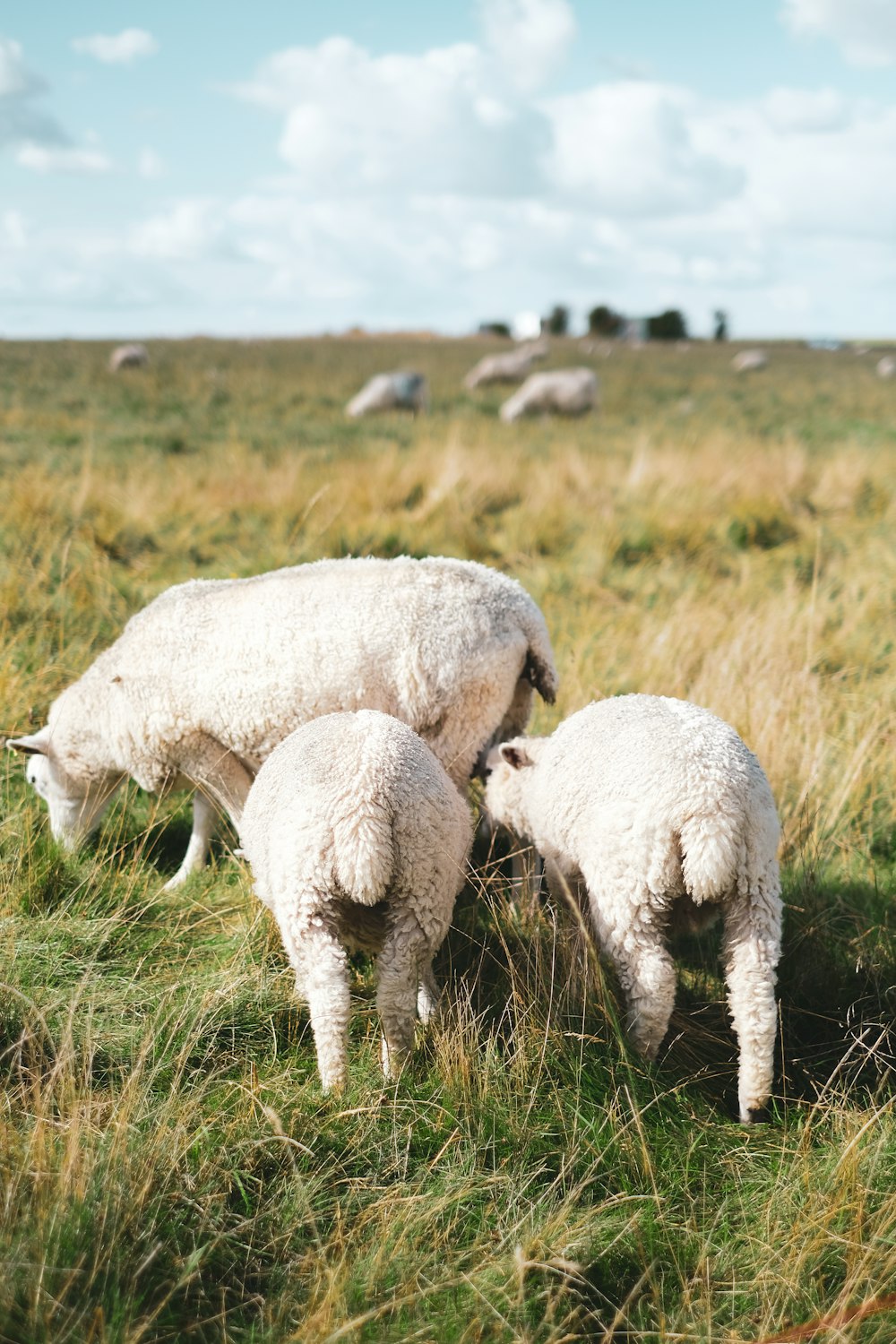 white sheep on green grass field during daytime