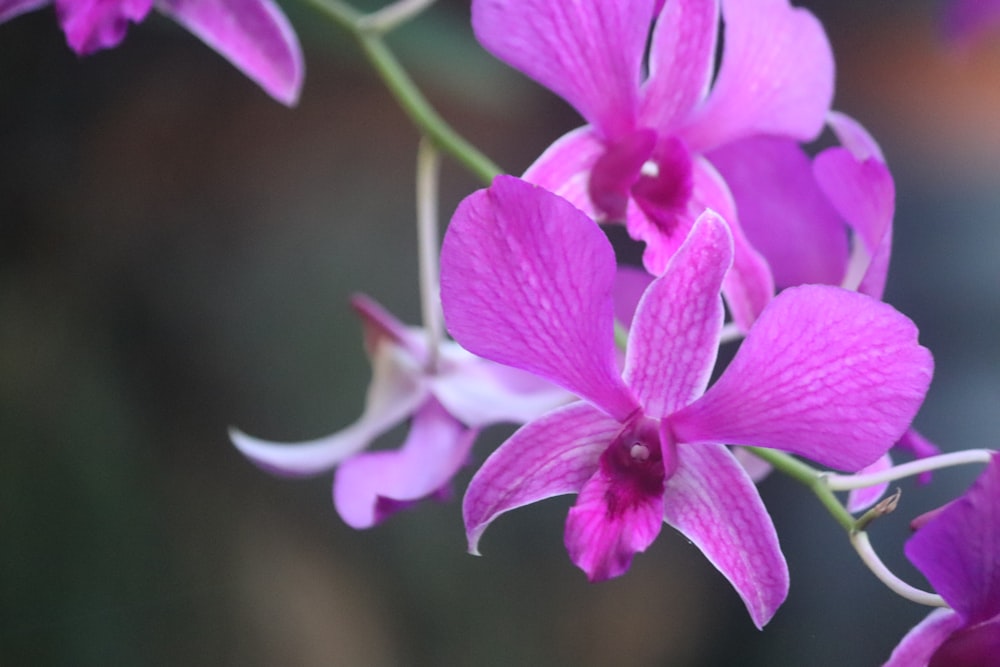 fiore viola in macro shot