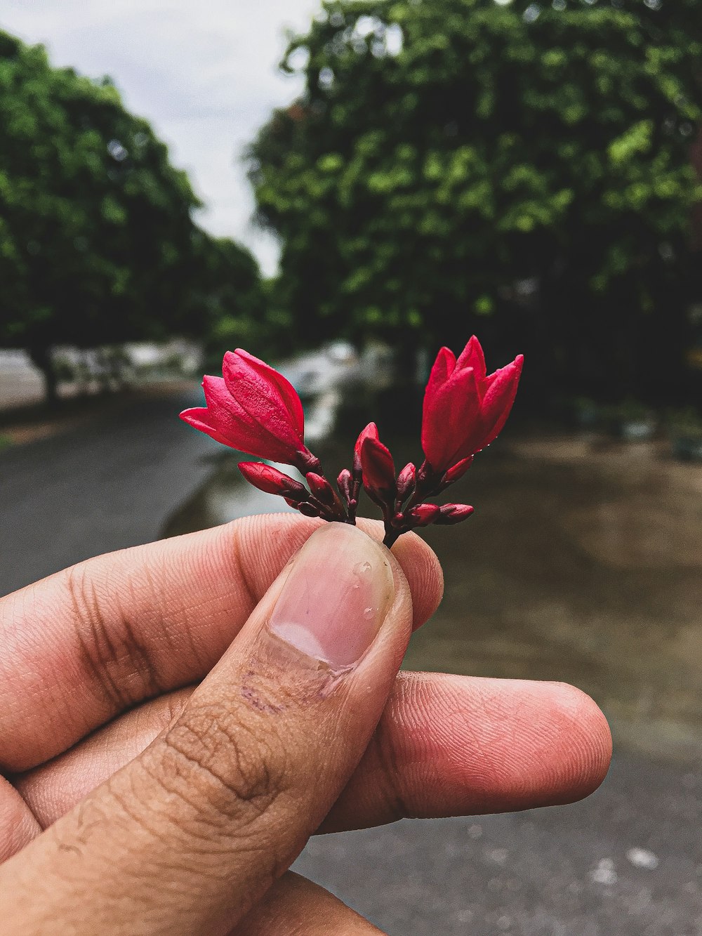 person holding red flower during daytime