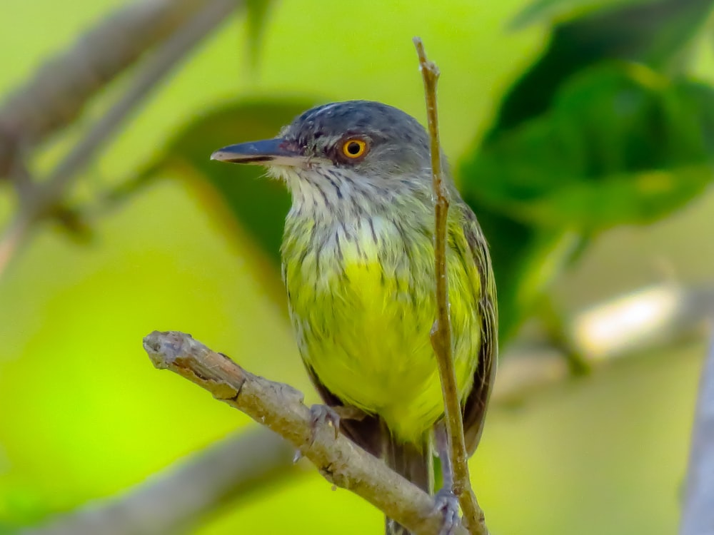 yellow and black bird on brown tree branch