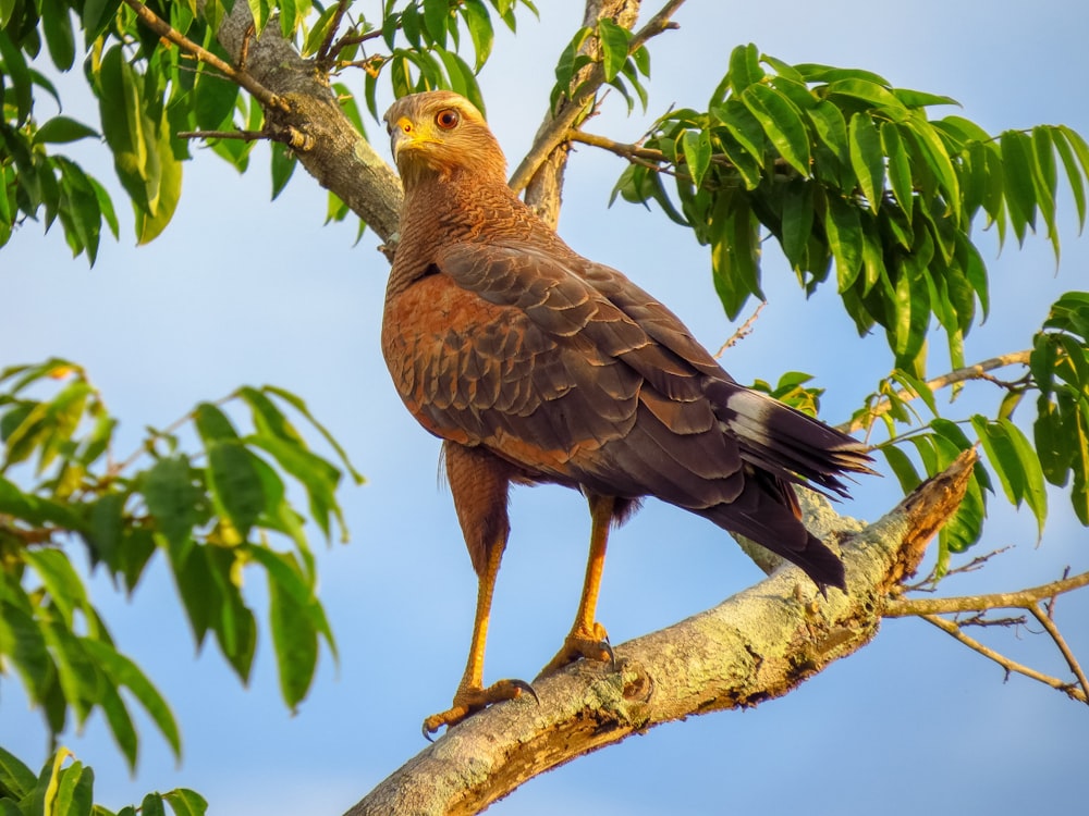 brown bird on tree branch during daytime