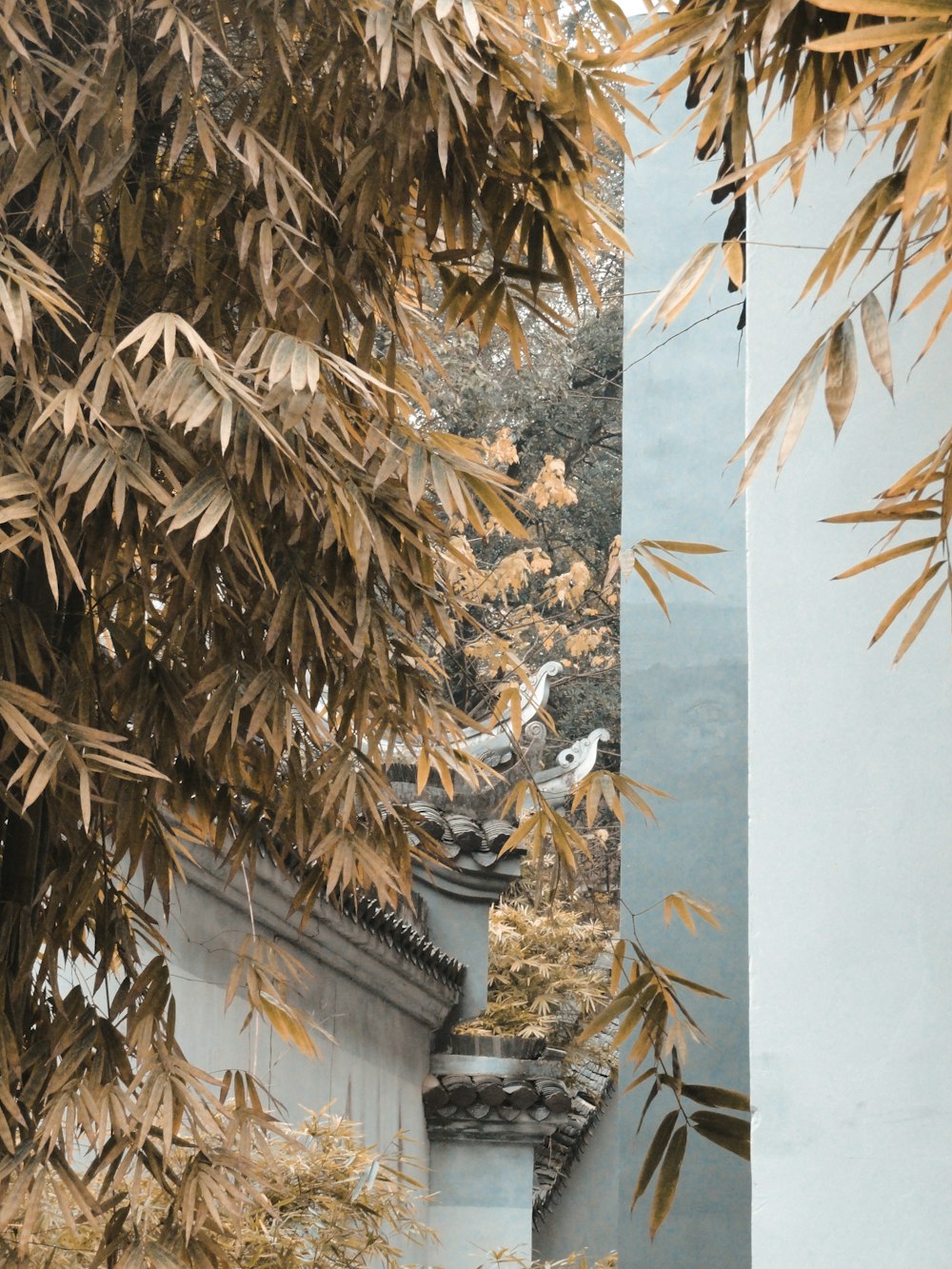 brown palm tree near gray concrete building