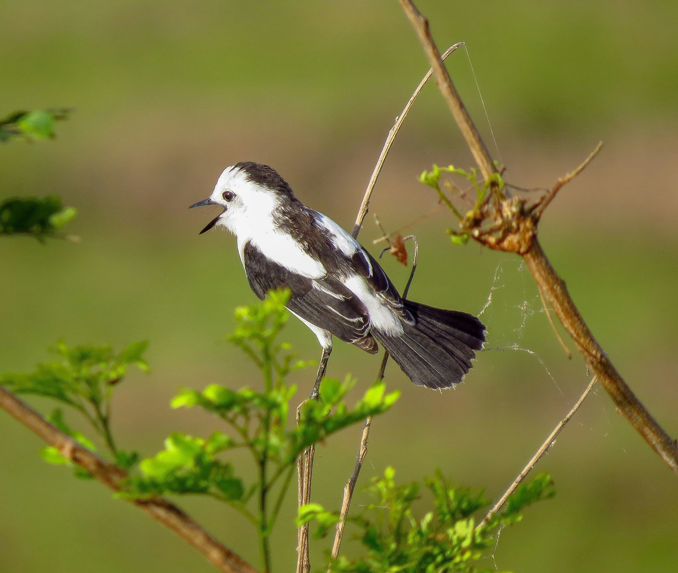 Photo by dienyportinanni