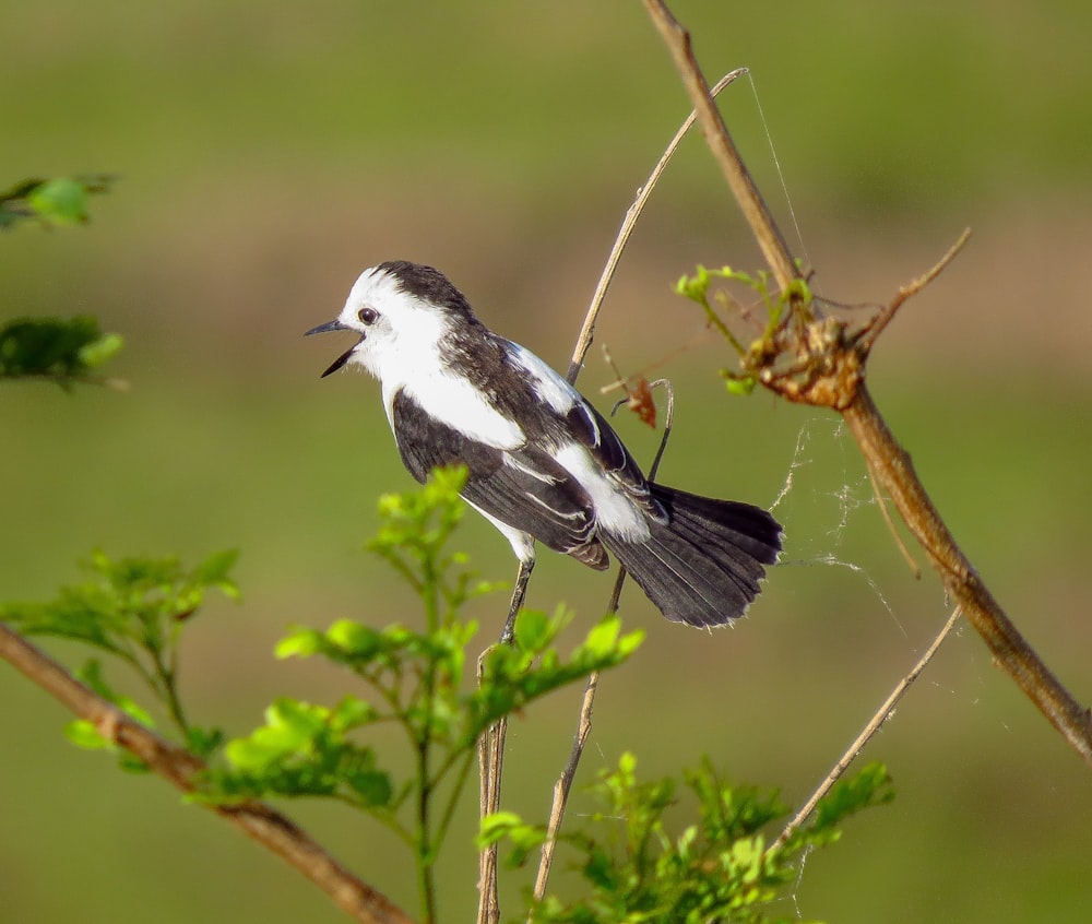 black and white bird on brown tree branch