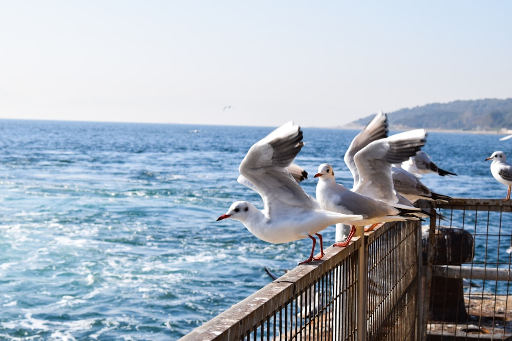 white gull perched on brown wooden fence near sea during daytime