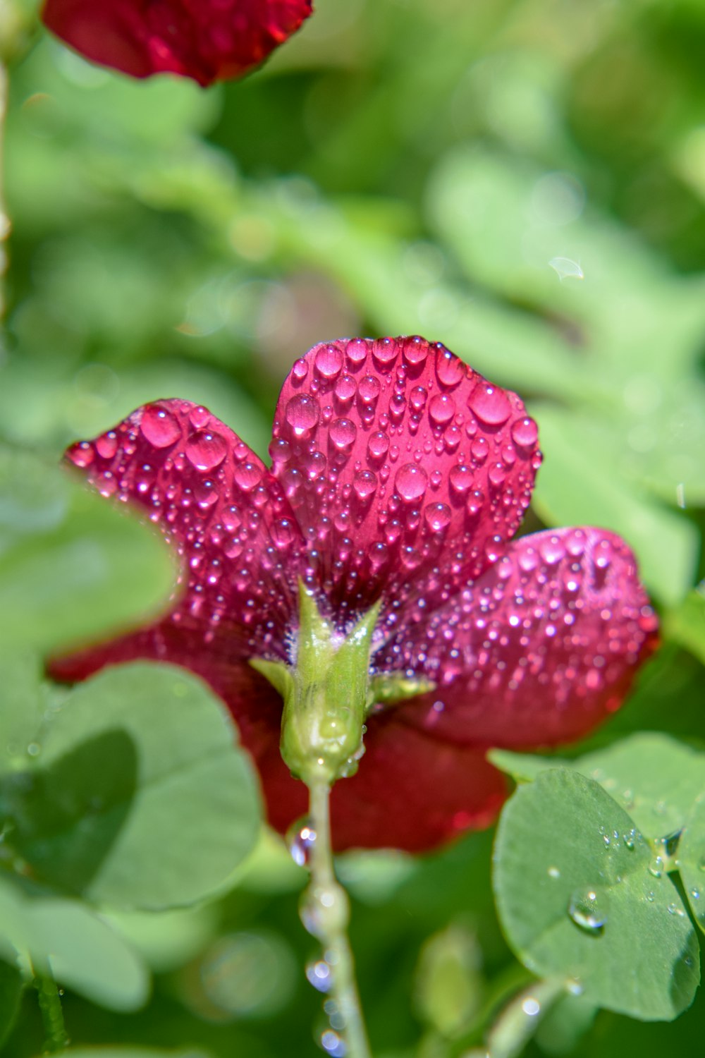red flower with water droplets
