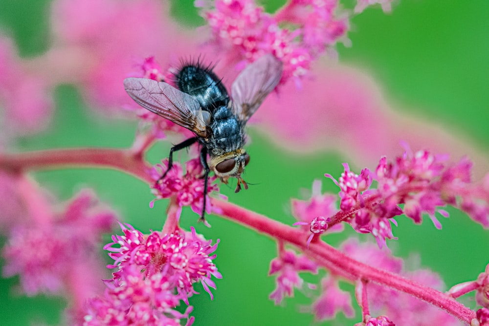 black and yellow bee on pink flower