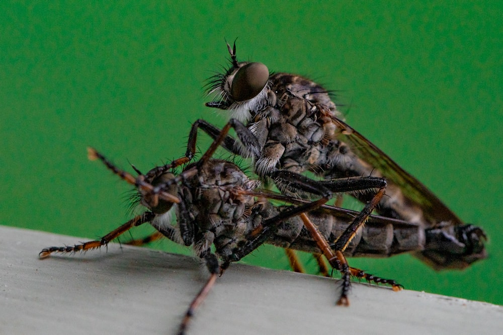 green and black fly on white textile