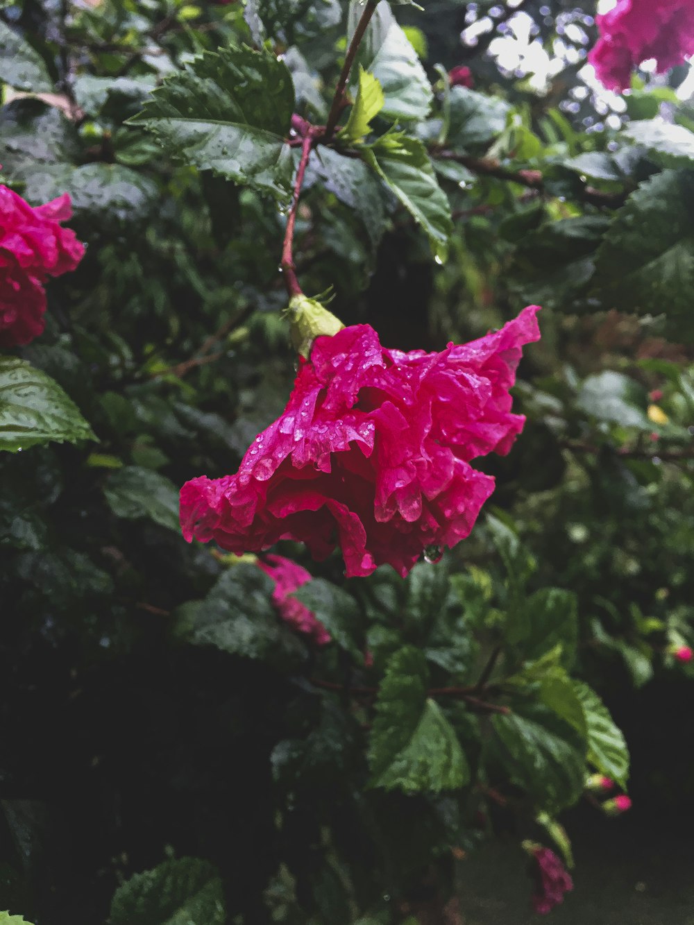 pink flower in tilt shift lens