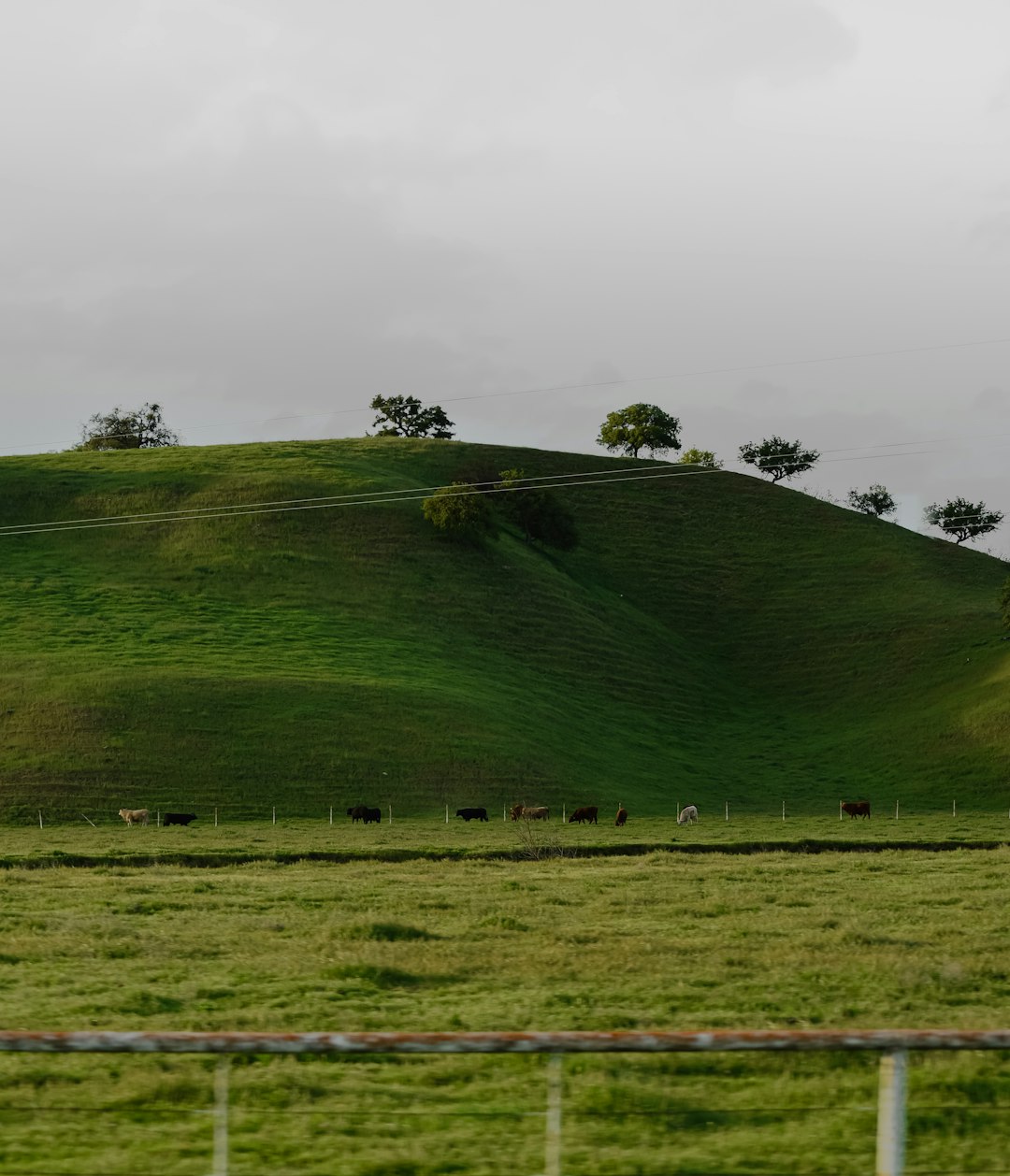 green grass field under gray sky