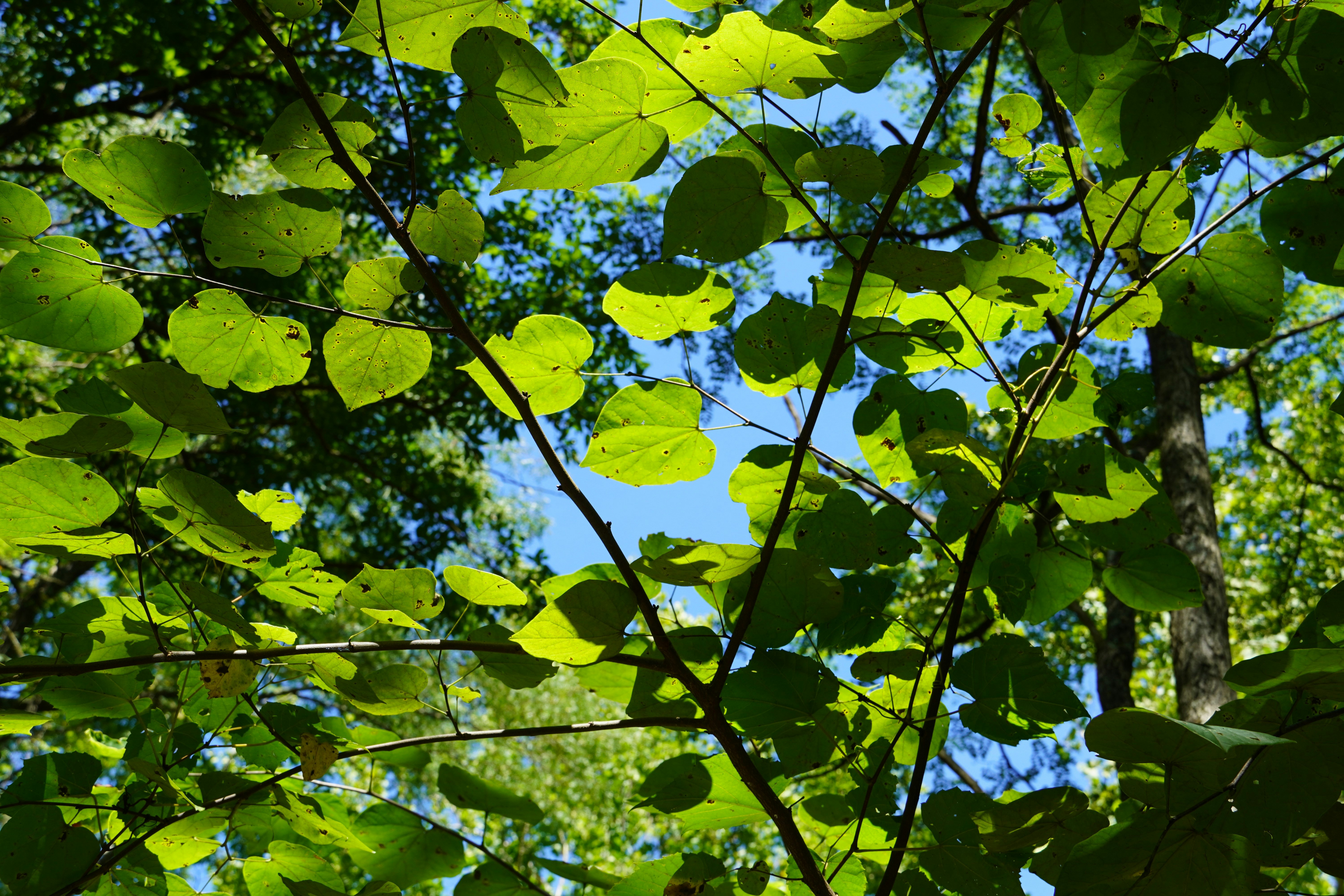 Photo by dldeitemeyer