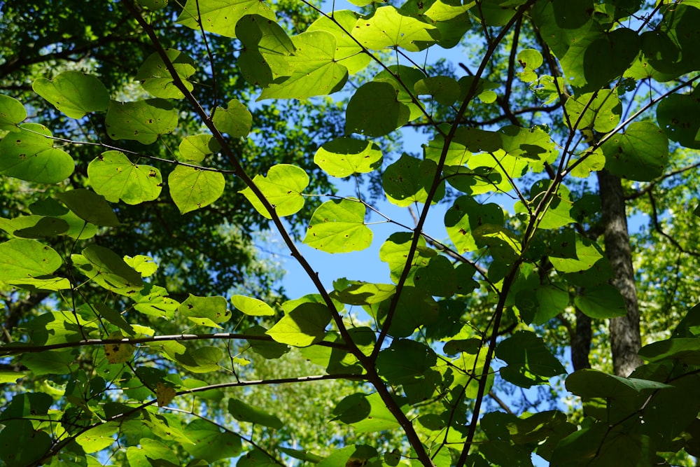 green leaves on brown tree branch during daytime