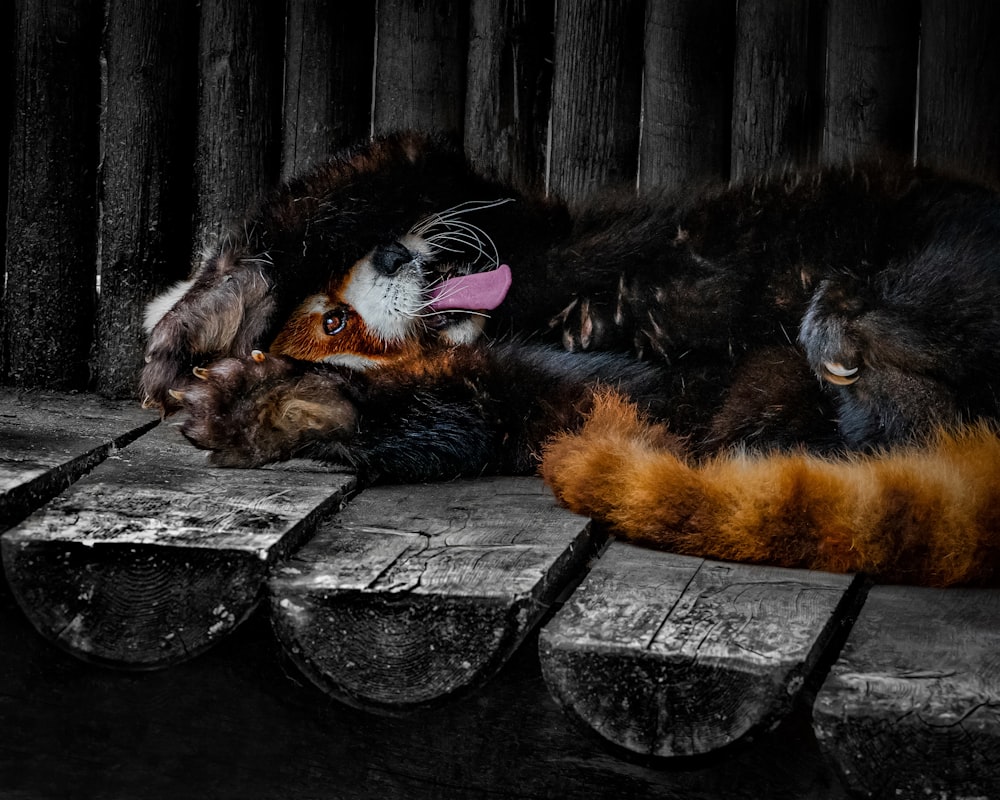 brown and black cat lying on gray concrete floor