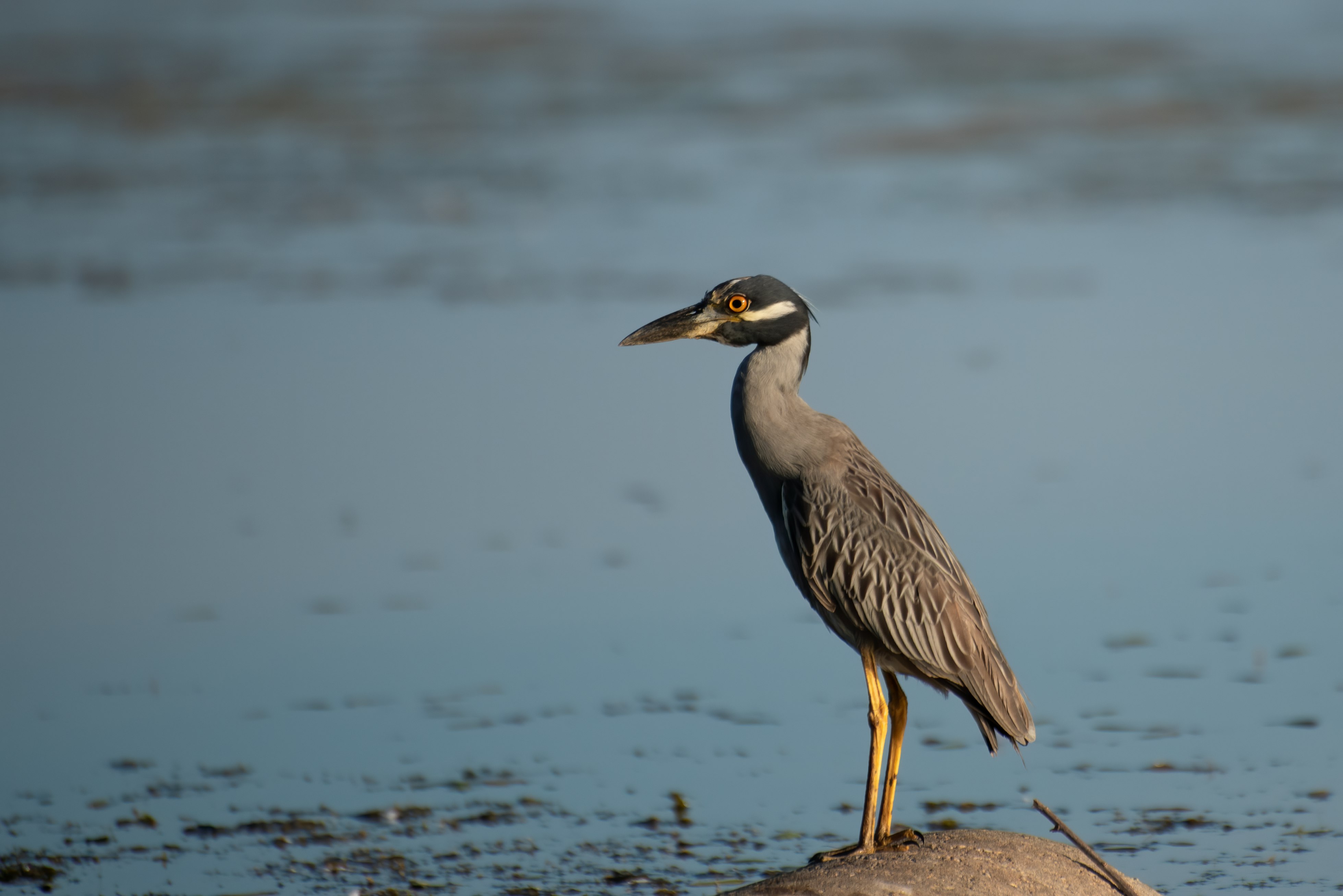 grey heron standing on brown rock near body of water during daytime