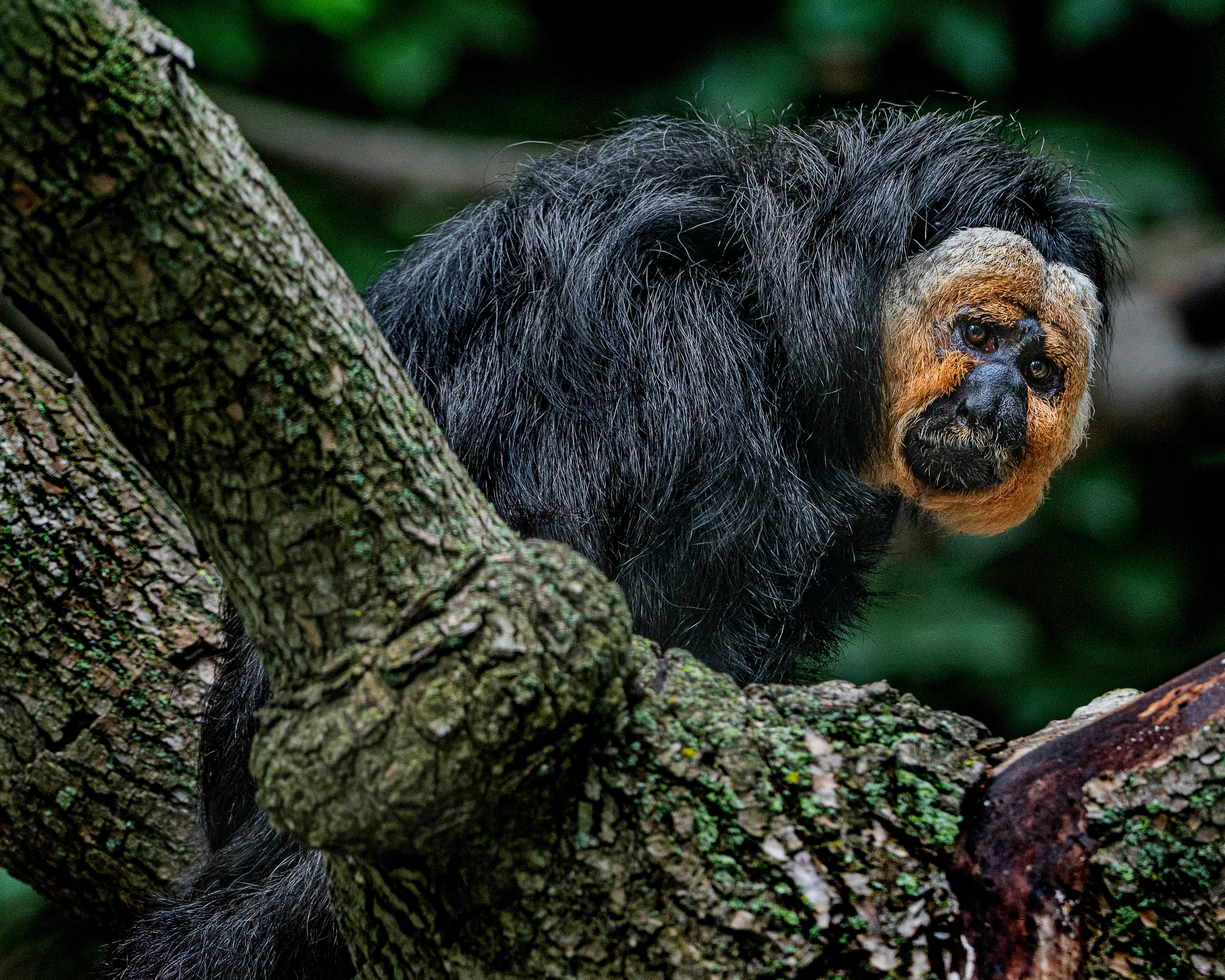 black monkey on tree branch during daytime