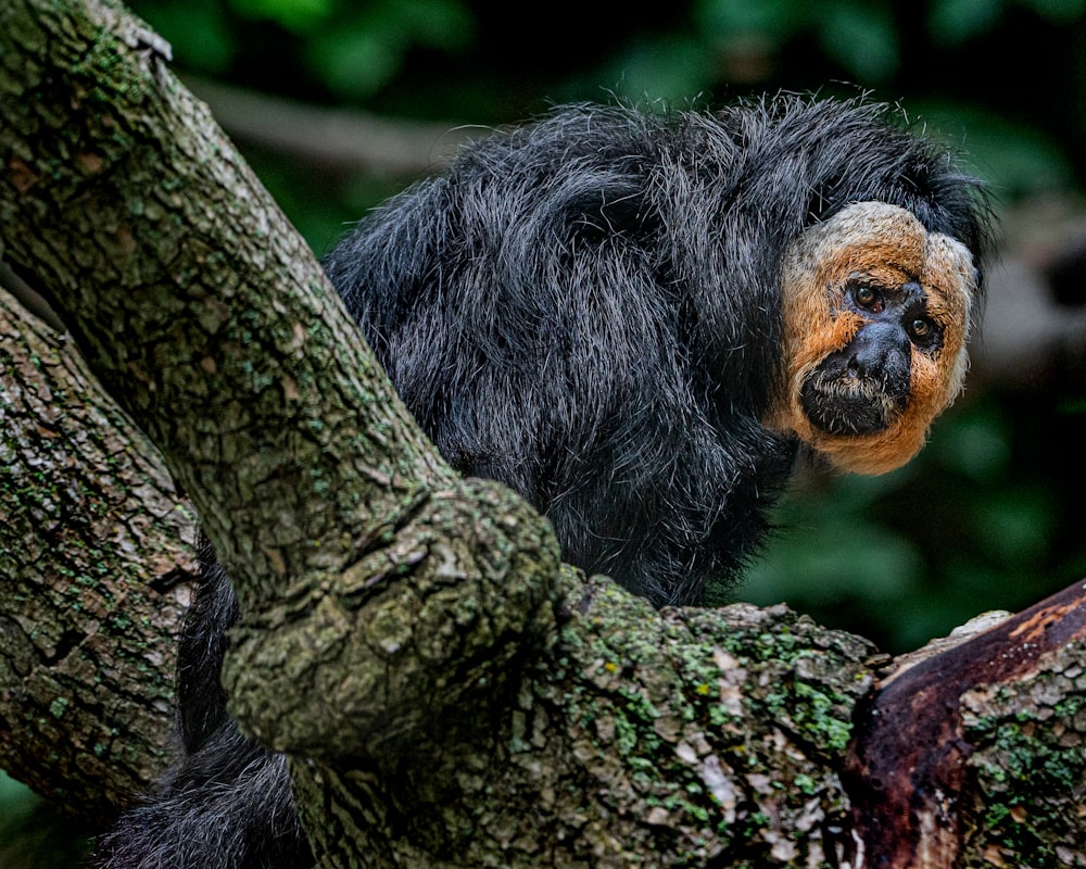 black monkey on tree branch during daytime