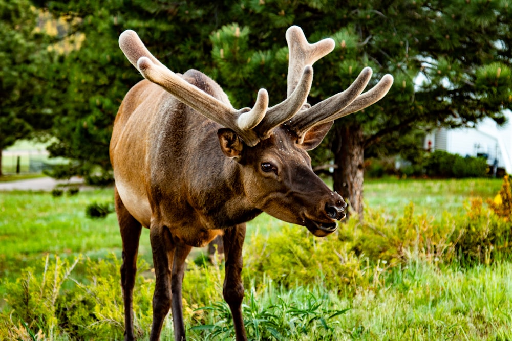 brown deer on green grass during daytime