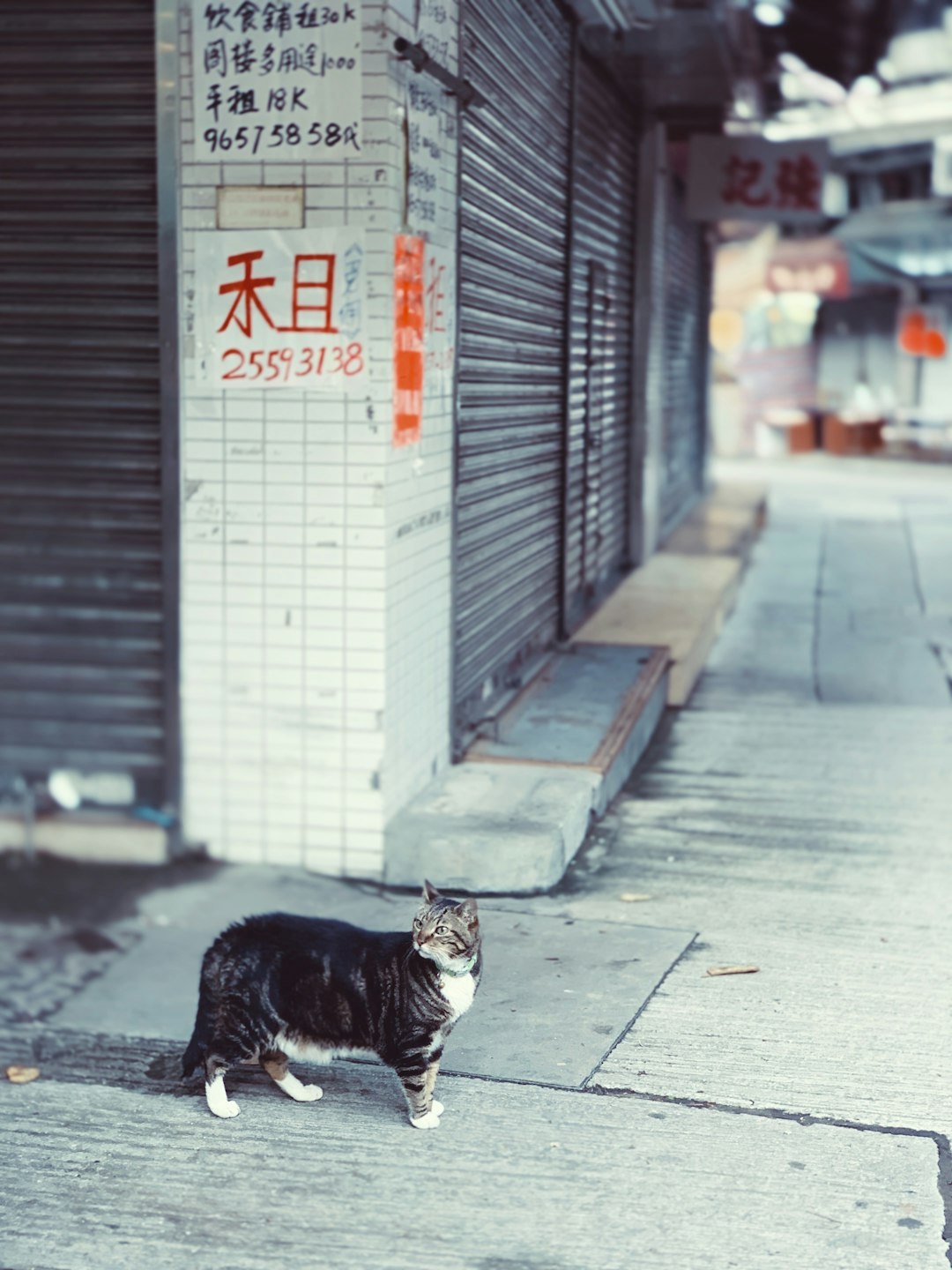 black and white cat on sidewalk